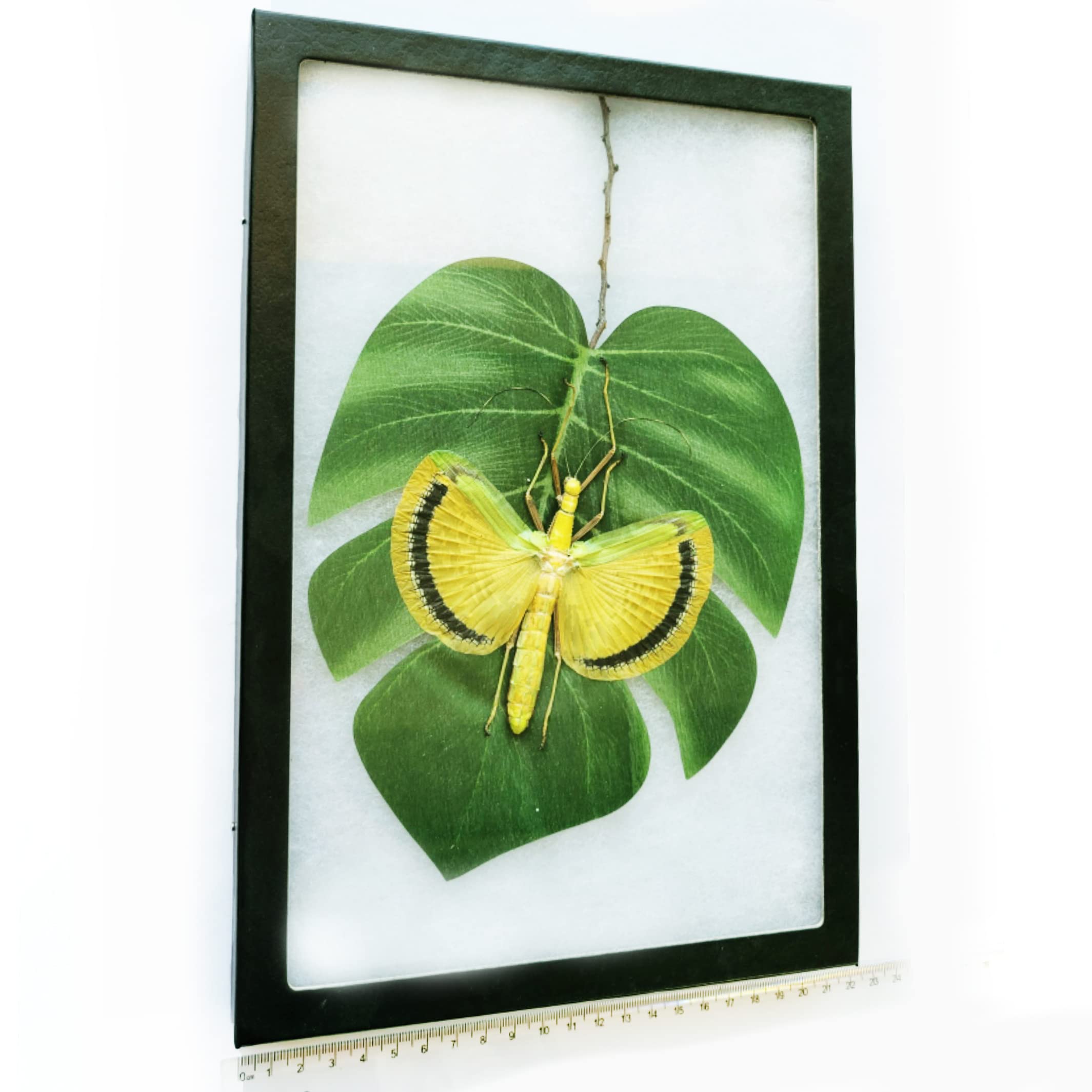 BicBugs Tagesoidea nigrofasciata Yellow Black Green Stick Bug Female Malaysia Framed