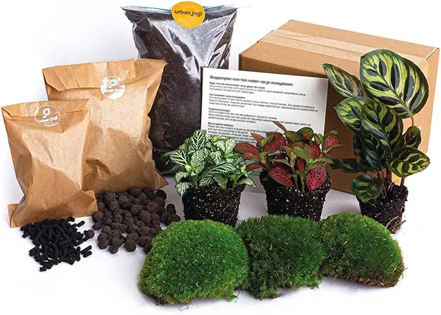 Paquete Terrario Plantas Calathea Makoyana - 3 Plantas DIY Bricolaje