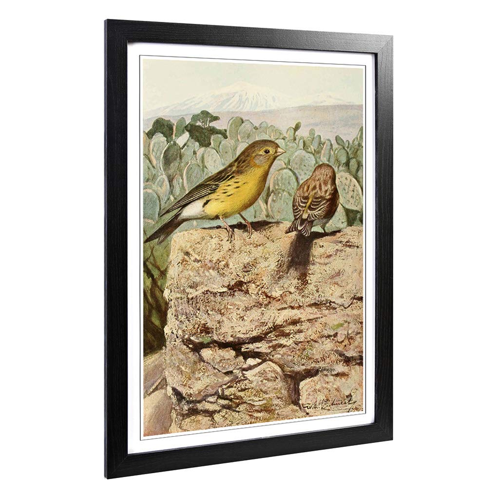 Big Box Art Framed Print of Vintage W Kuhnert Wild Canaries Design | Wall Art Picture | Home Decor for Kitchen, Living Room, Bedroom, Hallway, Black, A2 / 24.5x18 Inch / 62x45cm
