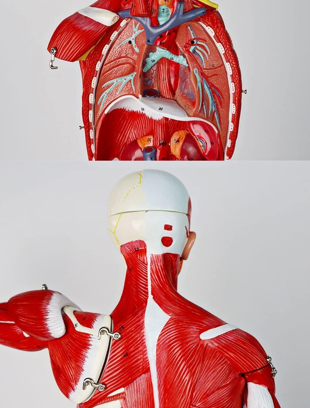 Modelo Muscular De Enseñanza Médica De Los Órganos Internos del Cuerpo Humano Simulación De Movimiento De Consumo De Tejido Anatómico