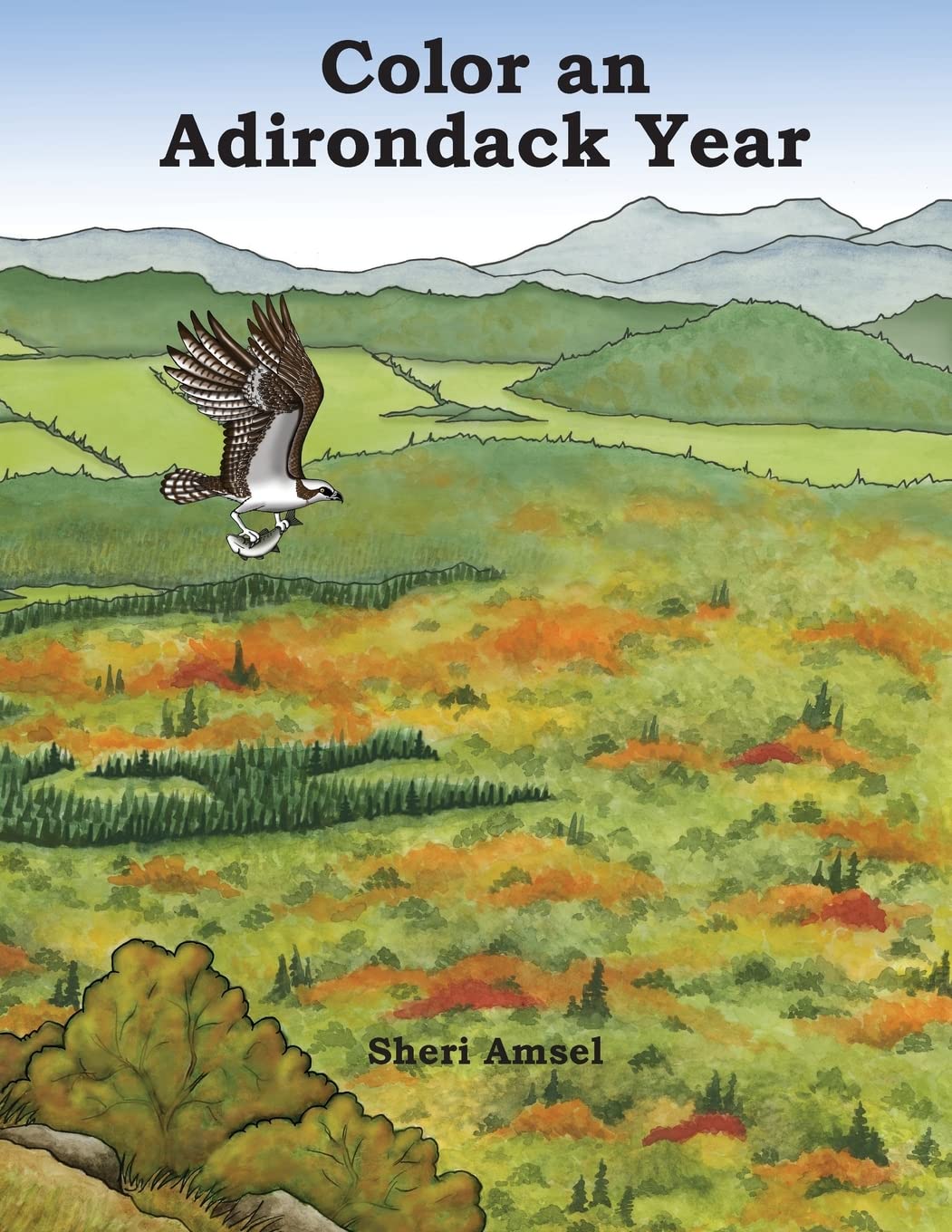 Color an Adirondack Year Coloring Book