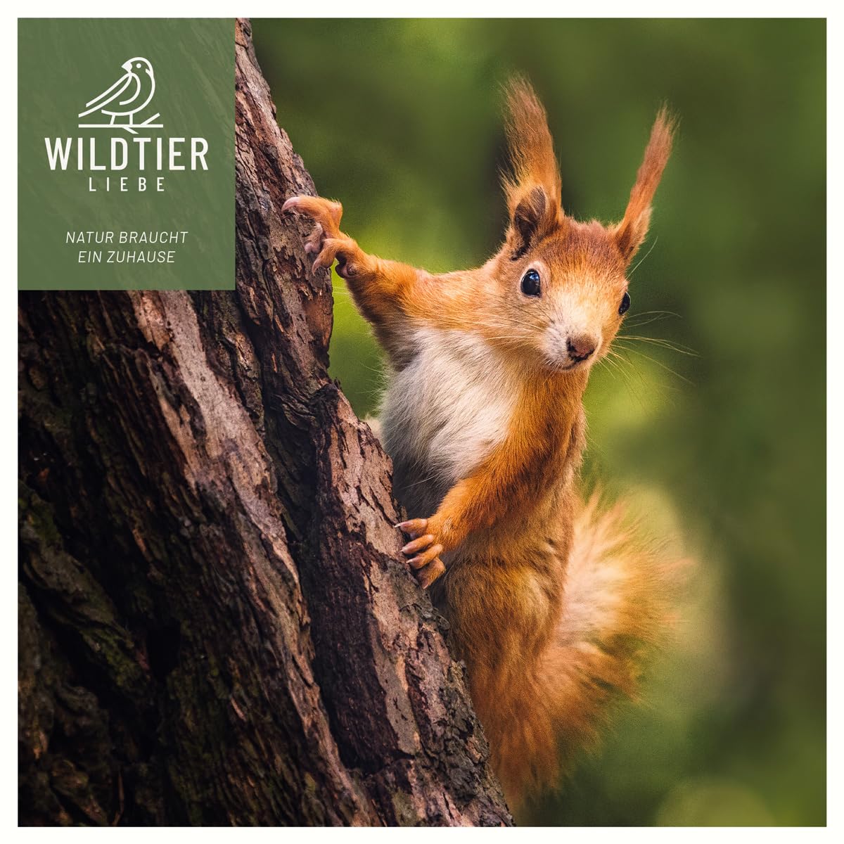 wildtierliebe Casa de juegos de ardilla resistente a la intemperie, comedero de madera maciza atornillada, 100 % resistente a la intemperie, estación de alimentación para alimentar a ardillas,