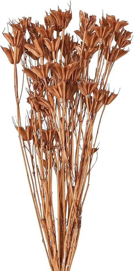 Amazon 東北花材 ニゲラオリエンタリス ミディ ココア ドライフラワー Fd 008 カラー ドライフラワー オンライン通販 Amazon 東北花材 ニゲラオリエンタリス ミディ ココア ドライフラワー Fd 008 カラー ドライフラワー オンライン通販