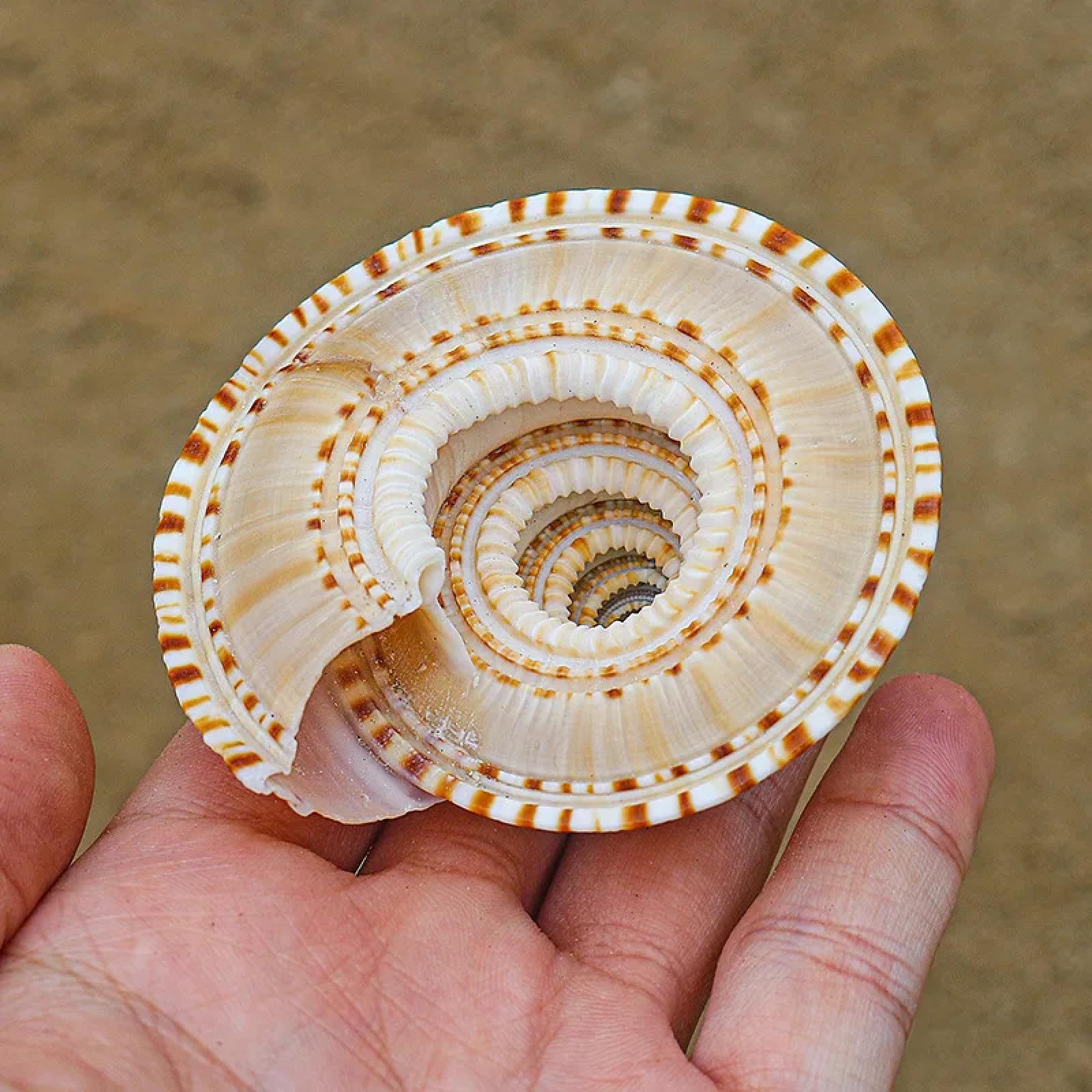 Conchiglie marine riempitivo vaso, 1 pezzo, lumaca sunburst carrier lumaca naturale conchiglia conchiglia decorazione casa collezione esemplare lumaca conchiglia paesaggistica acquario 6-7