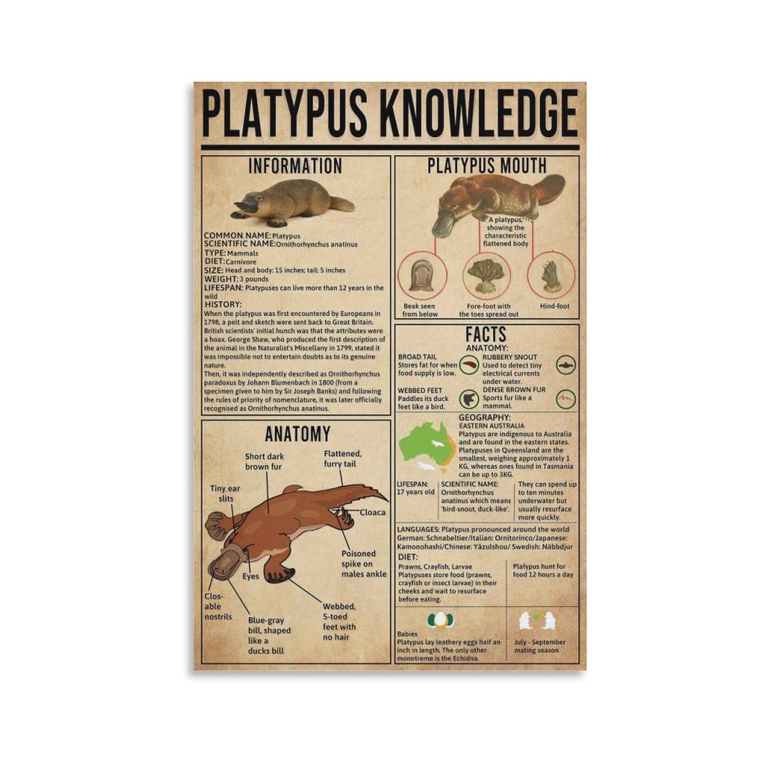 Gqvcjsw Platypus Knowledge Vertical Poster Canvas Poster Bedroom Decor Landscape Office Room Decor Gift 12X18inch(30X45cm)