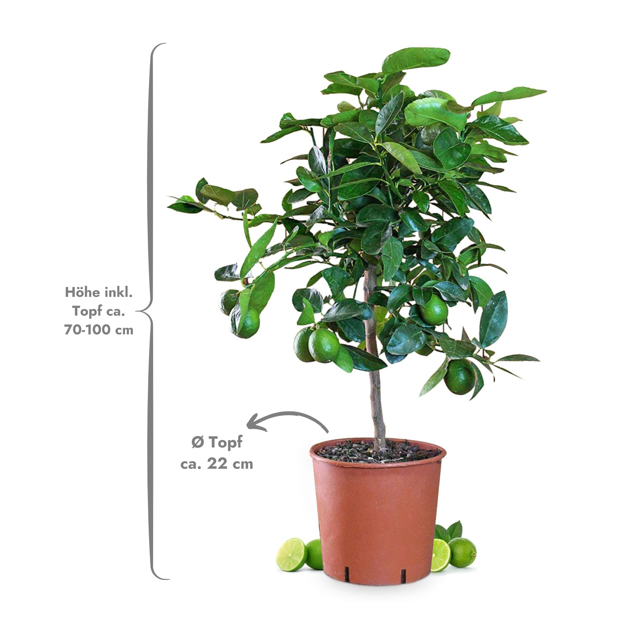Meine Orangerie Limettenbaum Citrus Latifolia – Tahiti Limette - persische Limette - fruchtreife Zitruspflanze mit essbaren Limetten – Mediterranes Flair für Garten, Terrasse oder Balkon