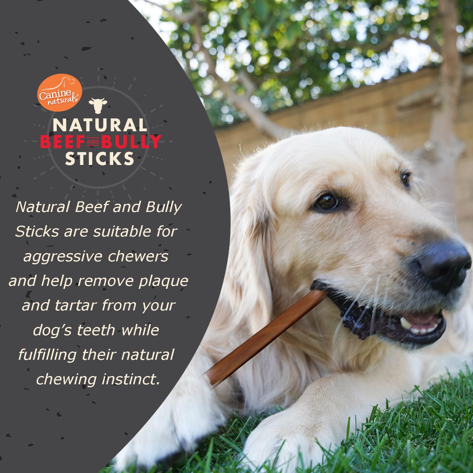 Canine Naturals Naturalna wołowina i byk paluszki do żucia o długiej żywotności, bez zapachu, z wysoką zawartością białka, fakty Bully | 4 duże patyczki