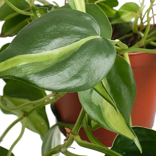 Miniatura 3 de Shop Succulents Heartleaf Philodenron Brasil - Planta colgante, planta de interior viva, planta de interior colgante de hiedra de fácil cuidado en