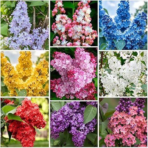 210+ Mix Lilac Flower Seeds for Planting - Perennial Shrub,