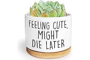 Feeling Cute Might Die Later | Small Ceramic Planter | Unique Succulent...