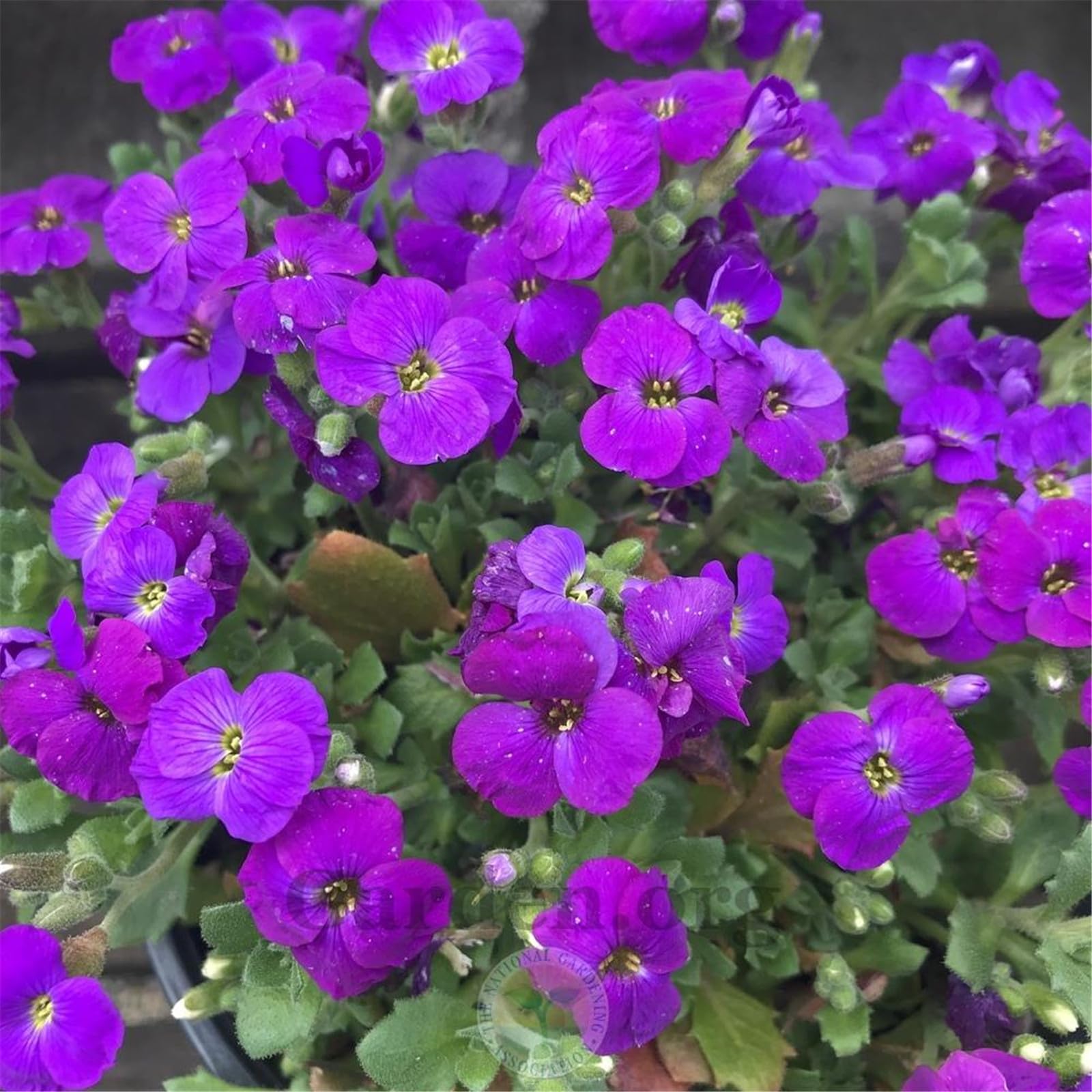 Oxalis Bulbs, Hardy Perennial, Great Display Bulbs, Beautiful Perennial Garden Plant, Summer Flowering-6 Bulbs-B