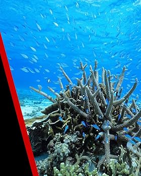 Amazon.co.jp: キヤノン RF 16MM F2.8 STM : 家電＆カメラ