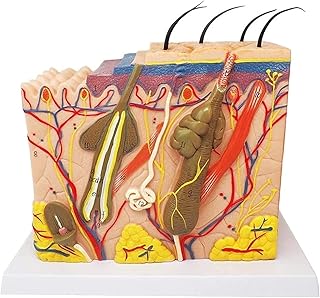 Study Model Educational Model Human Skin Model Medical Teaching Tool for Anatomy Anatomical Structure Layer Plastic Hair Enlarged About 35 Times Block 14 13 8 cm,Medical Models SaiFei