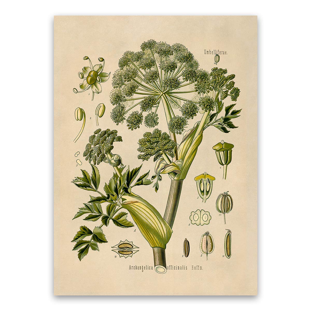 Wild Celery Plant Print - Old Botanical Illustration Poster