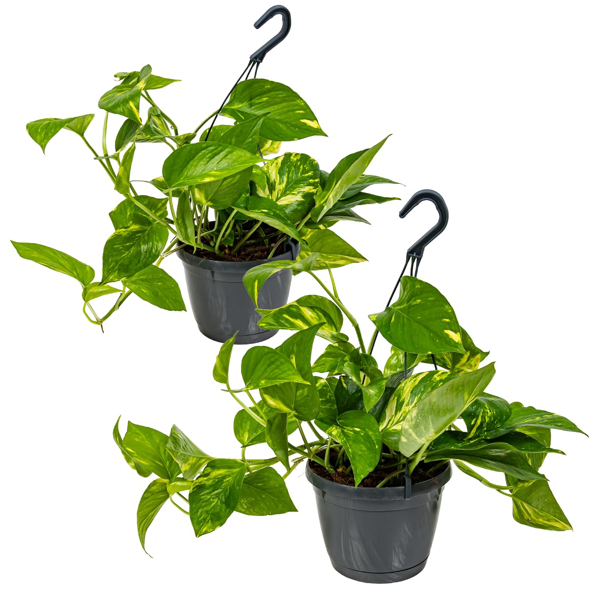 Bloomique - Juego de 2 - Scindapsus Aureum - Hiedra - Planta colgante - Plantas de interior - Plantas trepadoras para interiores - Fácil de limpiar - Purificación del aire - Altura 20-30 cm - Maceta