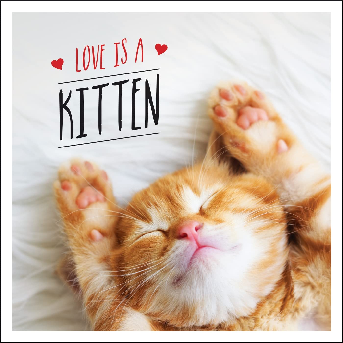Love is a Kitten: A Cat-Tastic Celebration of the World's Cutest Kittens-Char
