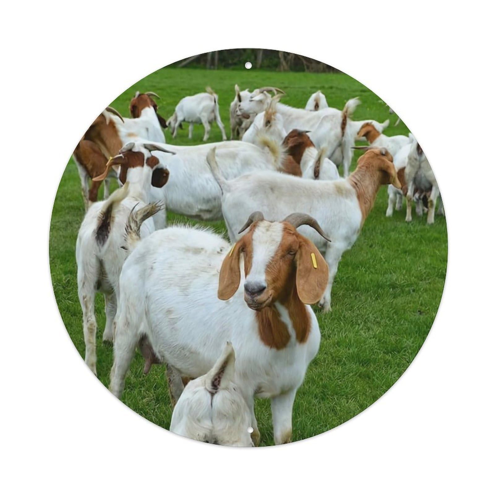 Animal Boer Goat on The Grass Vintage Metal Tin Sign Plaque Wall Decor for Cafe, Club Bar, Office, Garden Metal Poster 8x8Inch