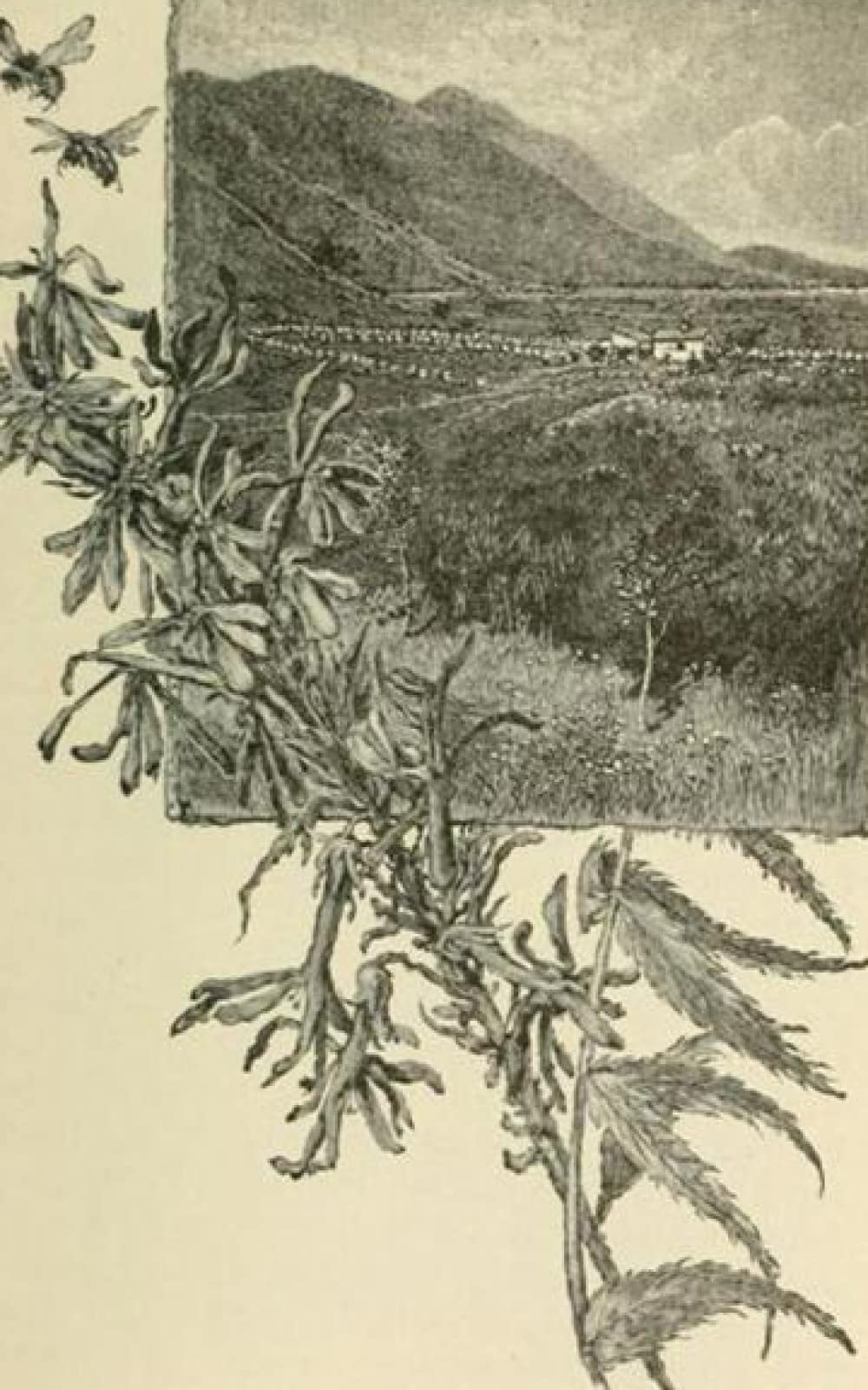 Custom journal, 200 pages, inspired by "The Mountains of California" by John Muir (Inventory #000008_5x8)