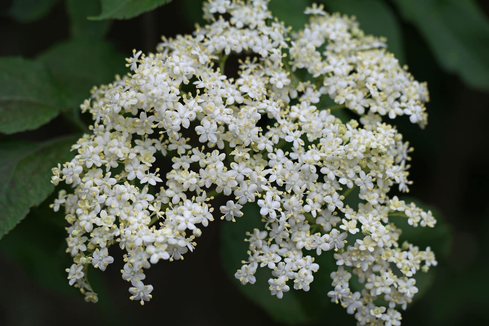 50 Semi di Sambucus Nigra (Elder o Black Elder)