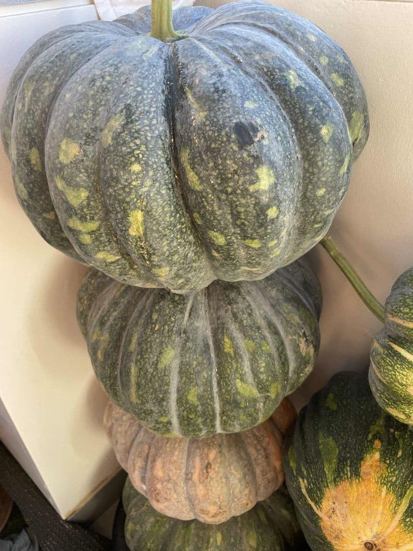 山吹色のホンモノの純金がかぼちゃに！！K24純金のHALLOWEEN【期間限定販売10/22まで】 | 株式会社RAINのプレスリリース ハロウィンかぼちゃ（10kgから14kg ）