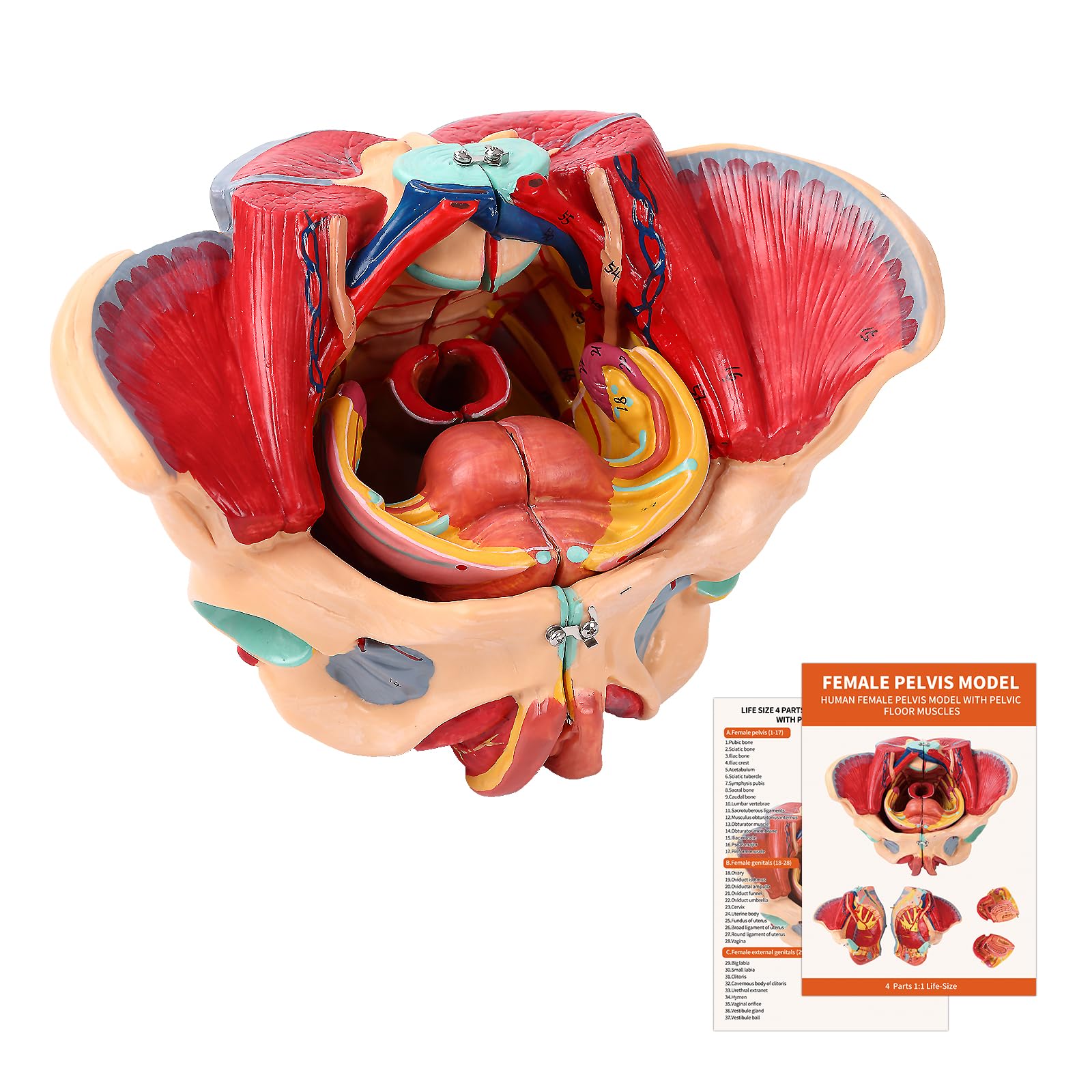 2018AW■新品■Supreme■Female Anatomy Model Supreme Female Anatomy Model (FW18) - $46