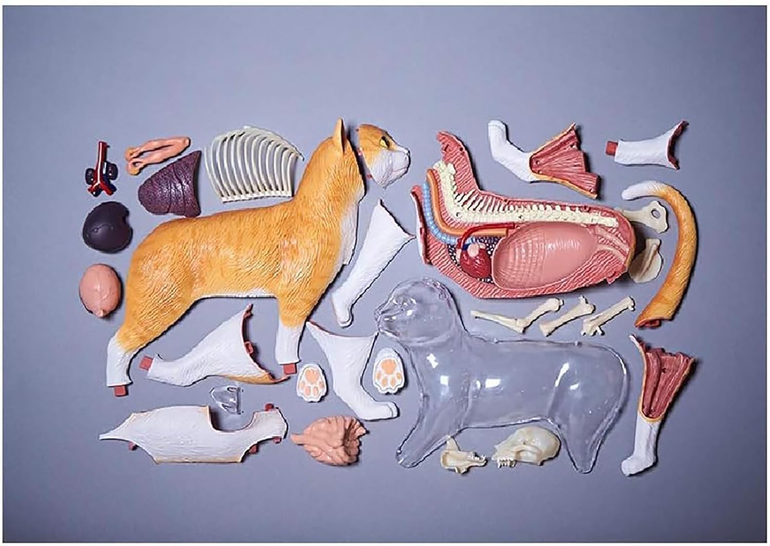 Modello Anatomico di Gatto 4D 28 Pezzi Kit di Modelli di Anatomia dello Scheletro di Gatto Arancione 4D Il Modello, Lungo 30 Cm, Contiene 28 Organi E Parti del Corpo Staccabili