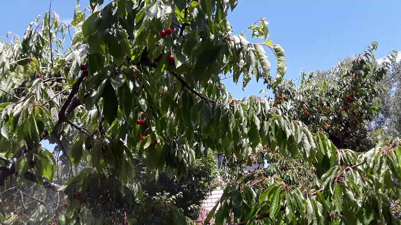 Black Tartarian Cherry Tree - Live Plant Shipped 3 to 4 Feet Tall by DAS Farms