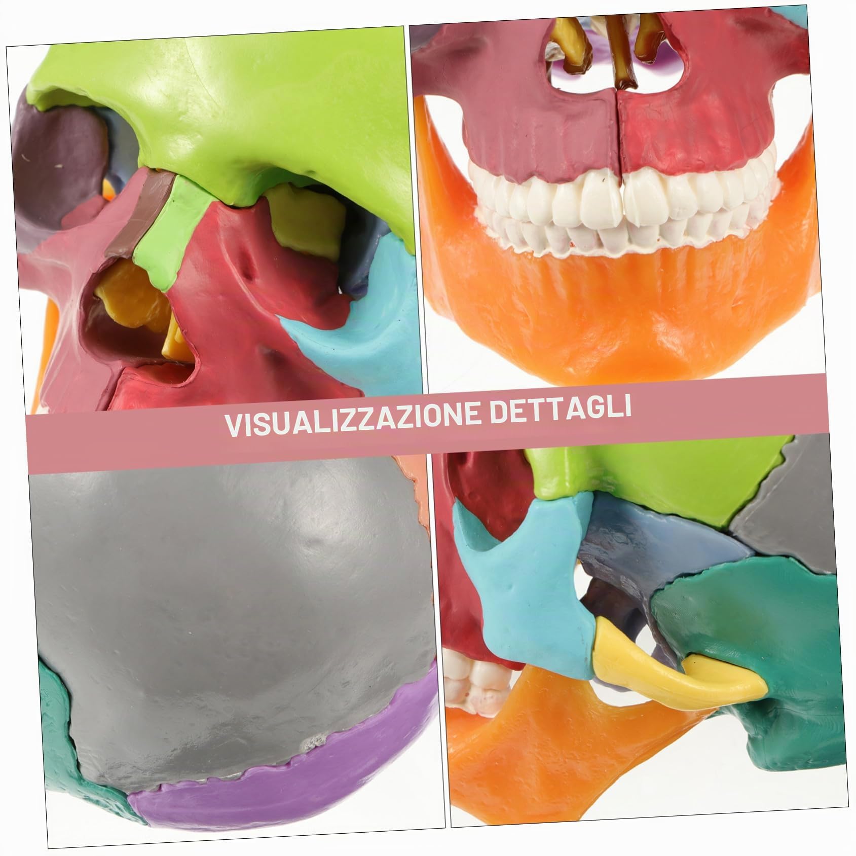 iplusmile Modellino di Teschio, Modello di Cranio, 22 Pezzi, Modello di anatomia del cranio, Smontabile Skull Cervello Medica della Testa del Cranio Modello per Studente di Medicina