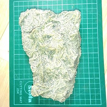 千葉県産　キタクシノハクモヒトデ　実体標本　立体標本 Amazon.co.jp: 千葉県産 キタクシノハクモヒトデ 実体標本 立体標本