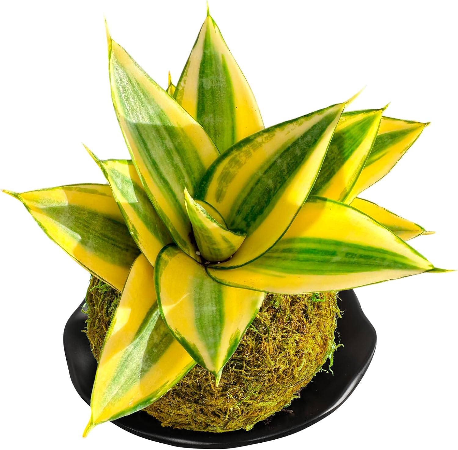 Sprout N Green Sansevieria 'Golden Hahnii' Kokedama with Bowl, Live Snake Plant for Home Office Indoor Outdoor Decoration DIY Projects Party Favor