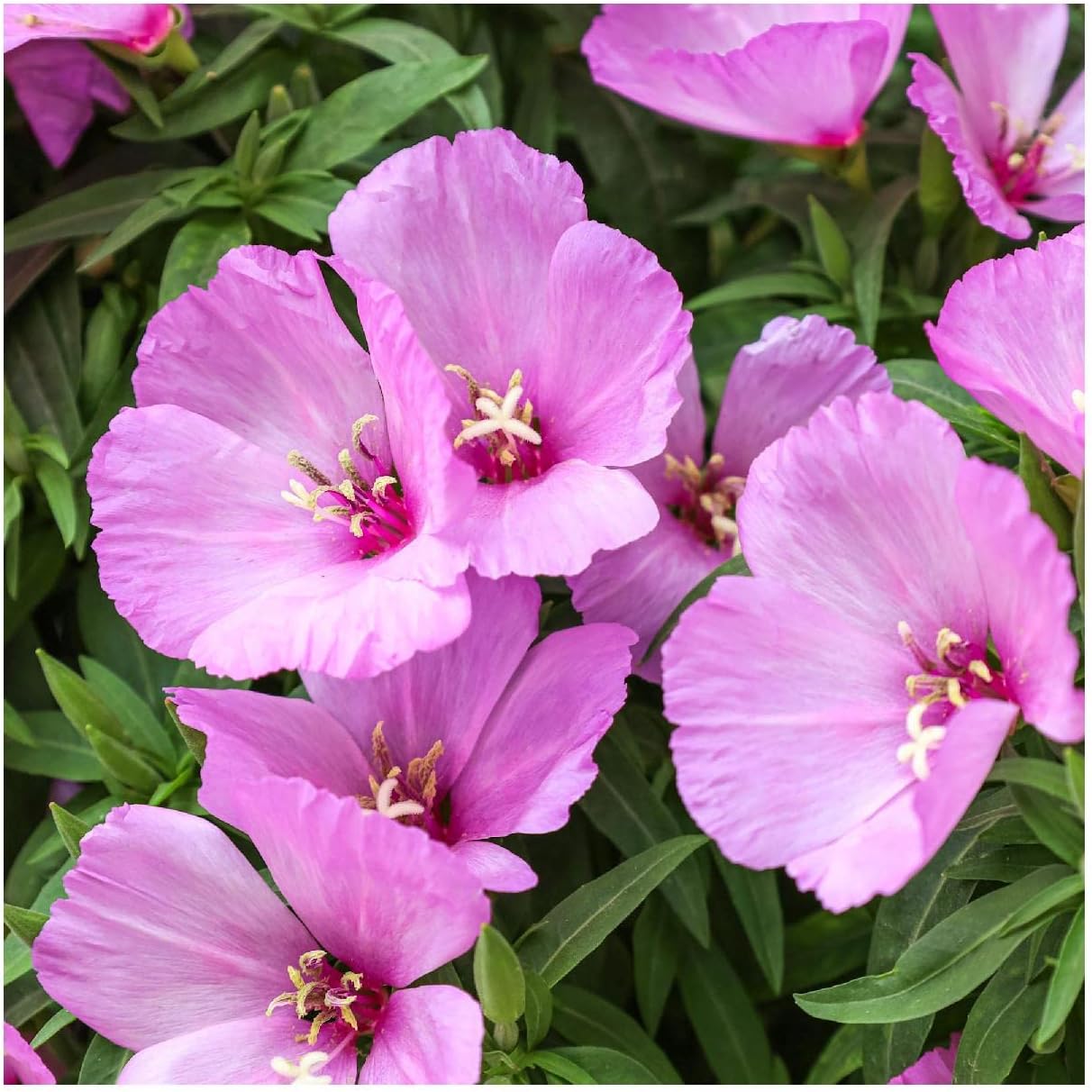 Everwilde Farms - 1/4 Lb Liiac Godetia Native Wildflower Seeds - Gold Vault