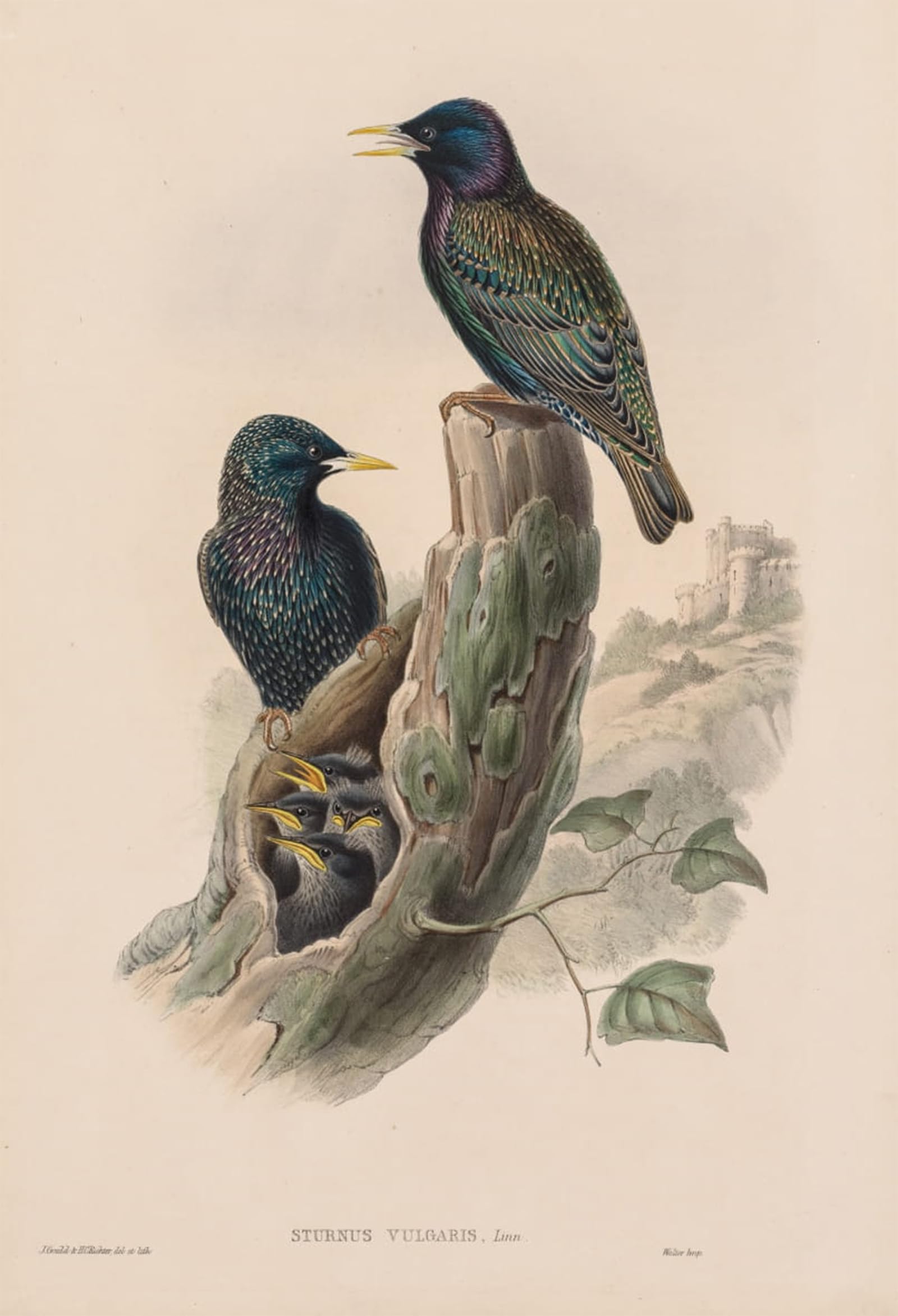 SERENDIPITP Vintage Picture Print on Canvas Wall Art Poster Animal Bird Sturnur by John Gould Artwork Print Poster for Wall Decor 60x90cm