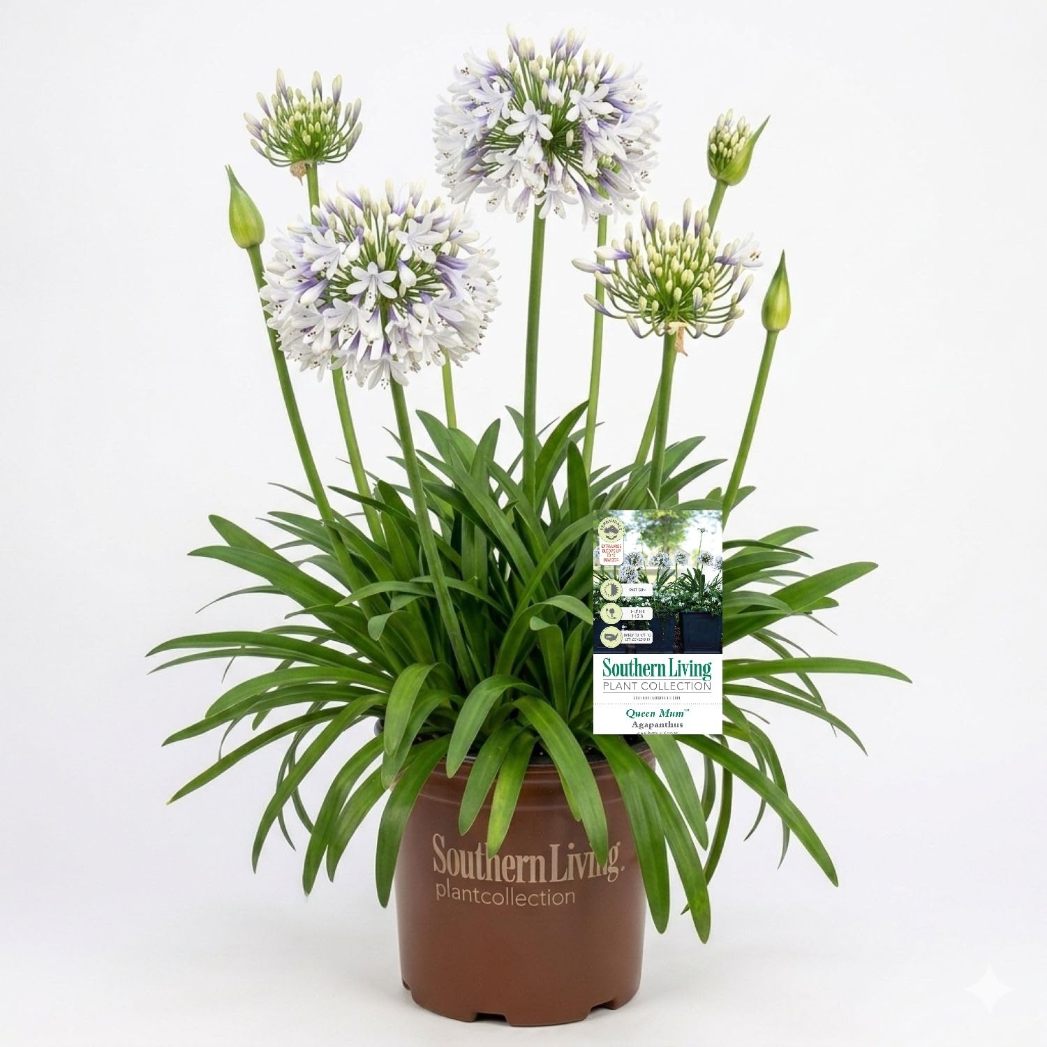Queen Mum Agapanthus