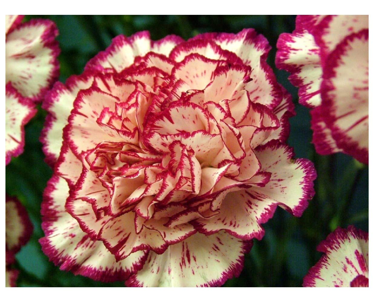 PREMIER SEEDS DIRECT - Carnation Seeds - Double Striped (3,500 Seeds)