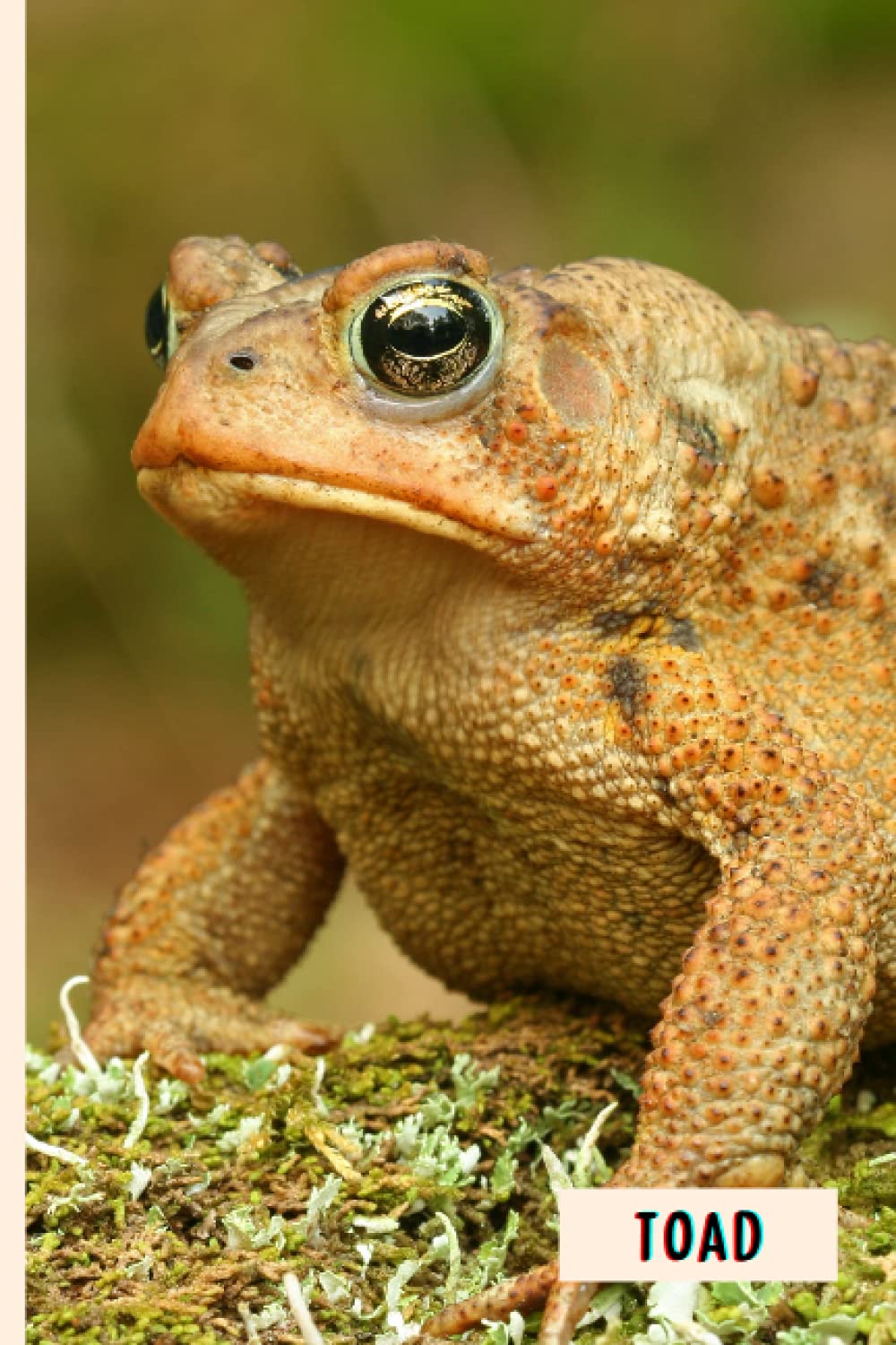 Toad: Composition Notebook For Toad Lovers , Toad Lined Journal ,6x9 Inches , 110 Pages ,Toad Diary