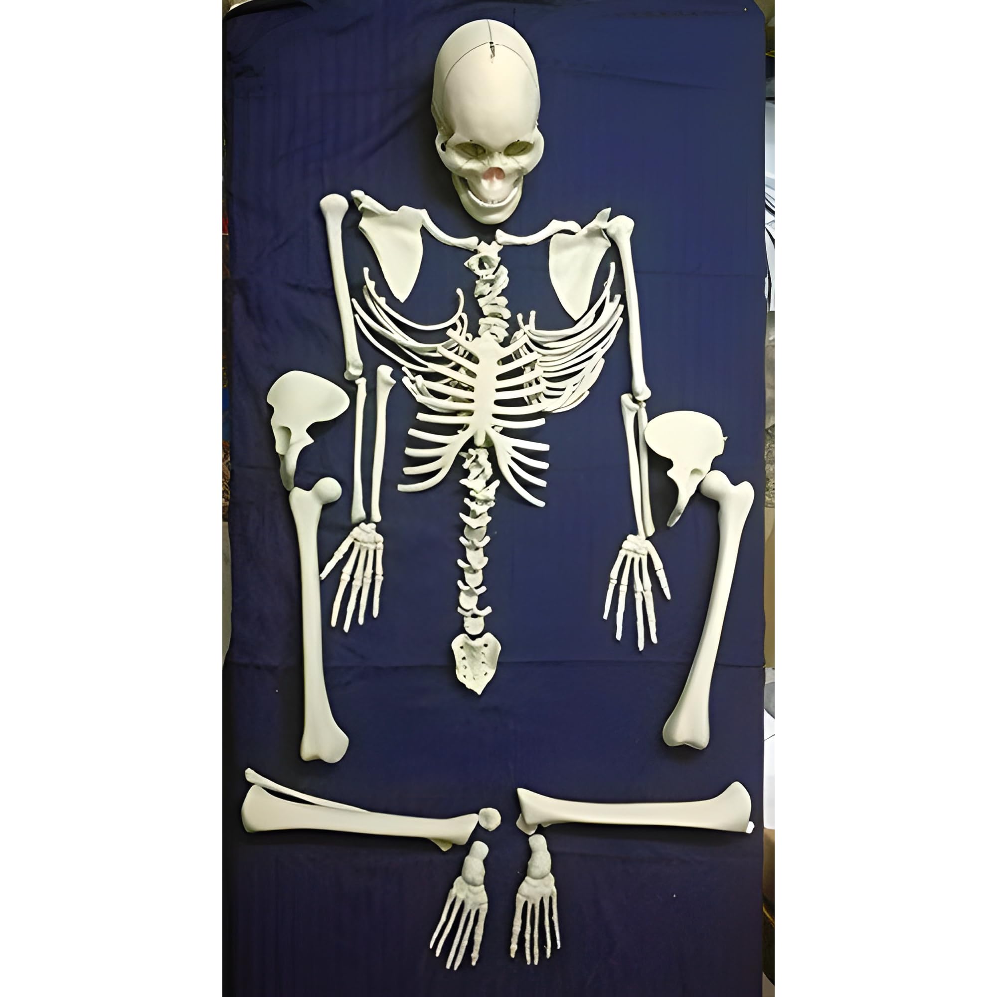 AVIS Bilateral Disarticulated Human Skeleton Model for School, Medical Students & Doctors | Comprehensive Educational Anatomy Tool for Study & Teaching | Skeleton Bundle, Life Sized | Deluxe Bone Set (B0D4R4XN42) Amazon Price History, Amazon Price Tracker