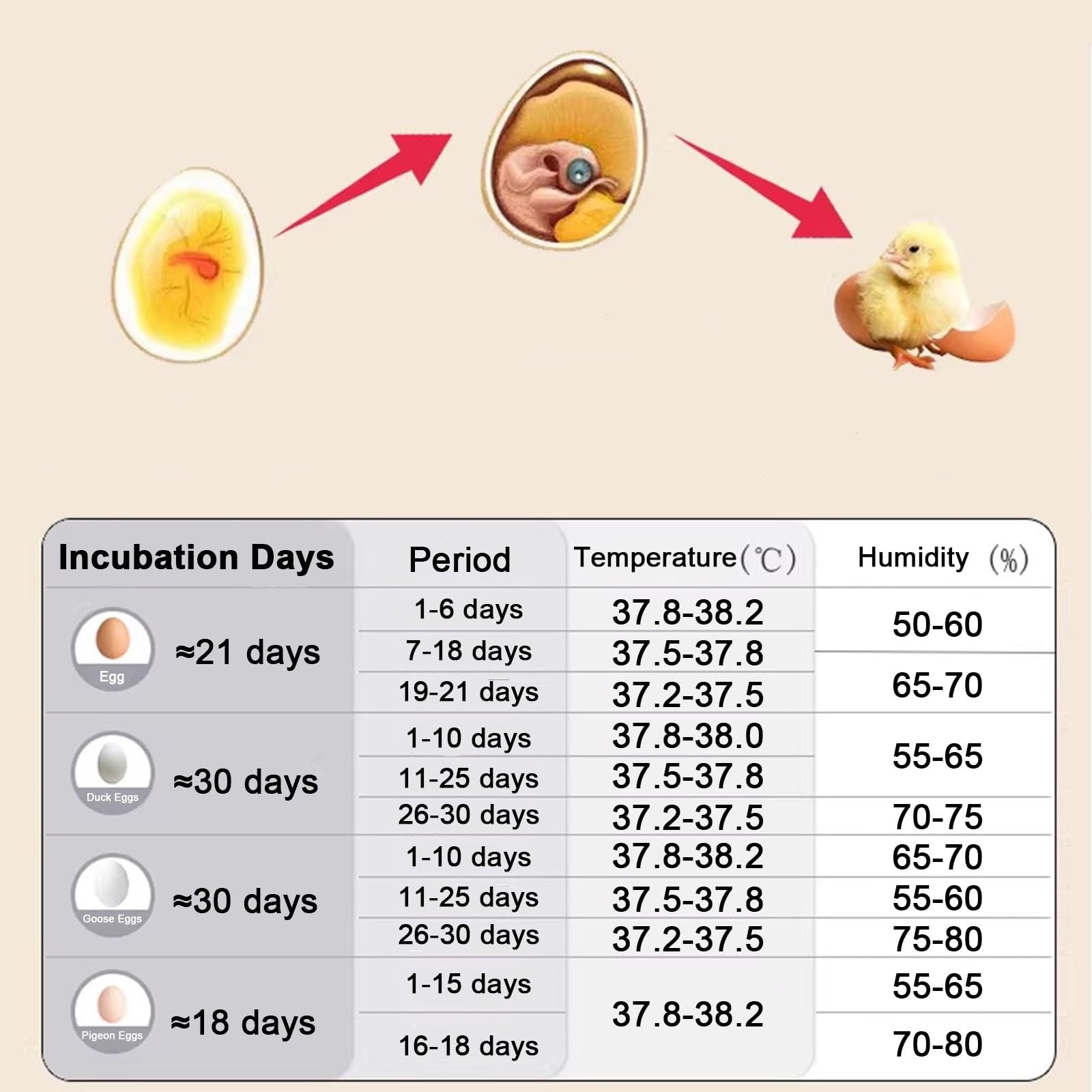 Incubadora de huevos con volteador automático, control de humedad, regulación de temperatura, recarga automática de agua para incubar huevos de pollo, codorniz, pato, ganso y pájaro