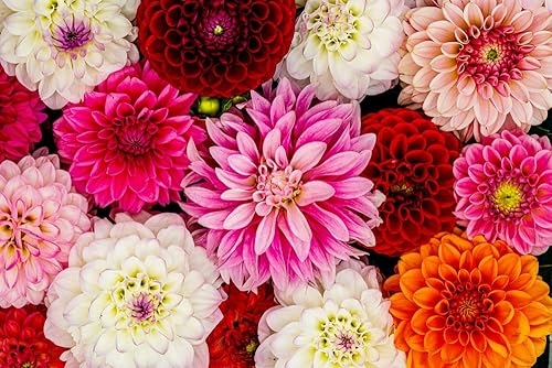 Miniatura 2 de 30 semillas de flores de Dahlia Showtime Showpiece - Fabricado en Estados Unidos, se envía desde Iowa.