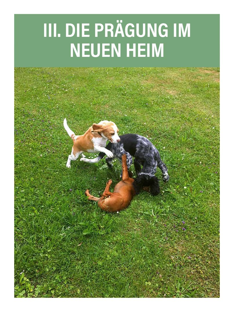 Jagdhunde ausbilden: Vom Grundgehorsam bis zum Training für die Nachsuche