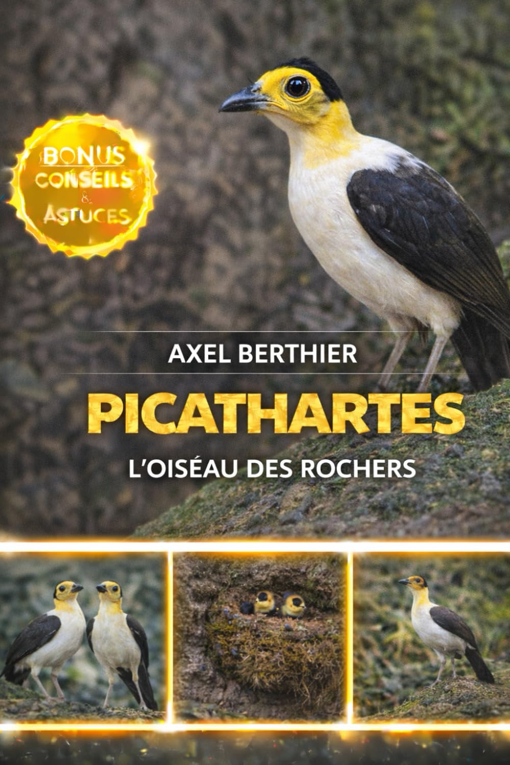 Picathartes l’oiseau des rochers