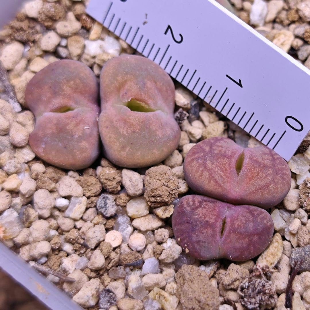 コノフィツム マウガニー&times;ウィッテベルゲンセ 実生 2株