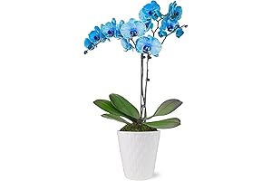 Just Add Ice Blue Watercolor Orchid in Evi Ceramic Planter