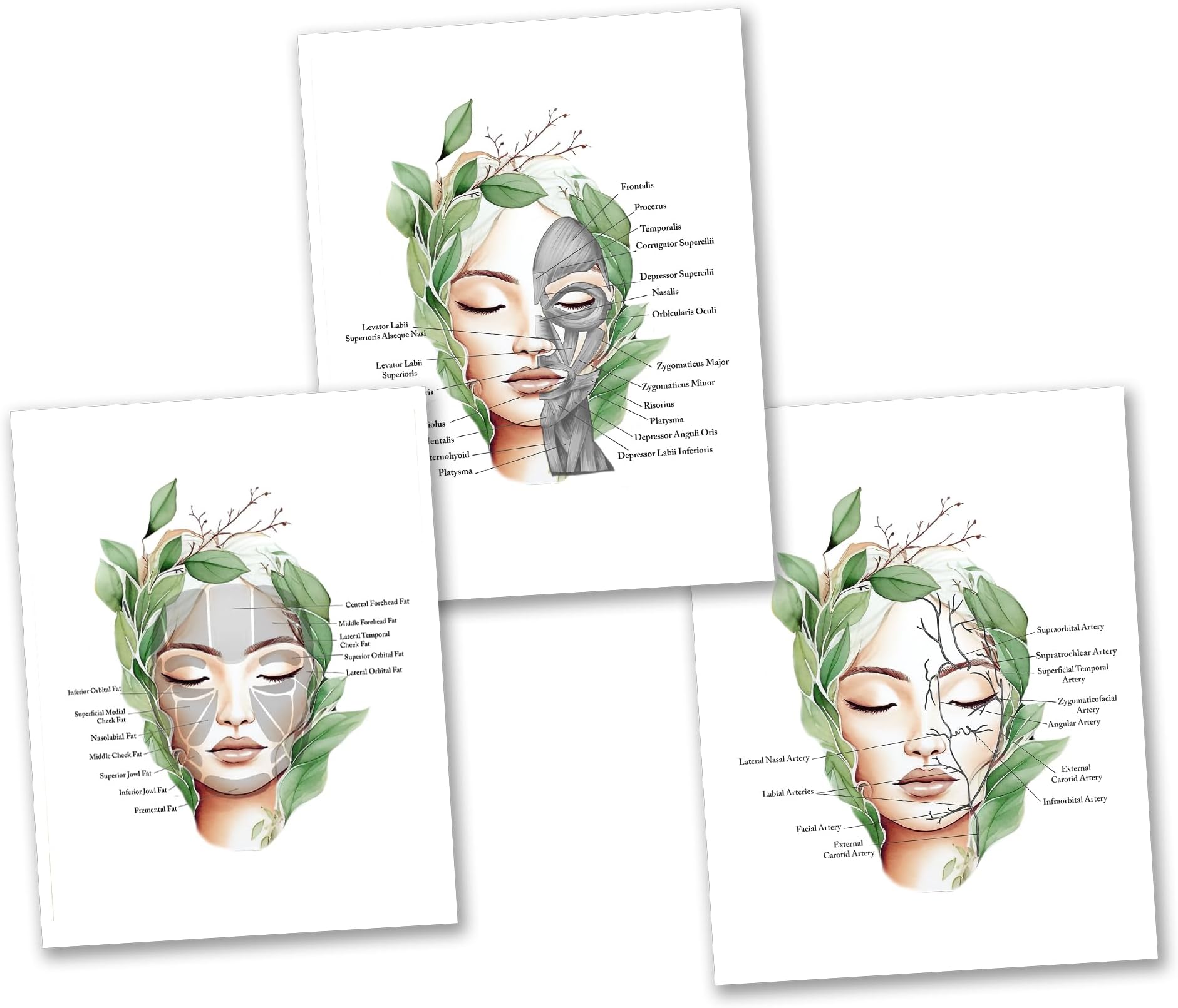 Face Anatomy Facial Fat Pad, Muscles, Blood Vessels Set of 3 Art Unframed Prints Spa Decor