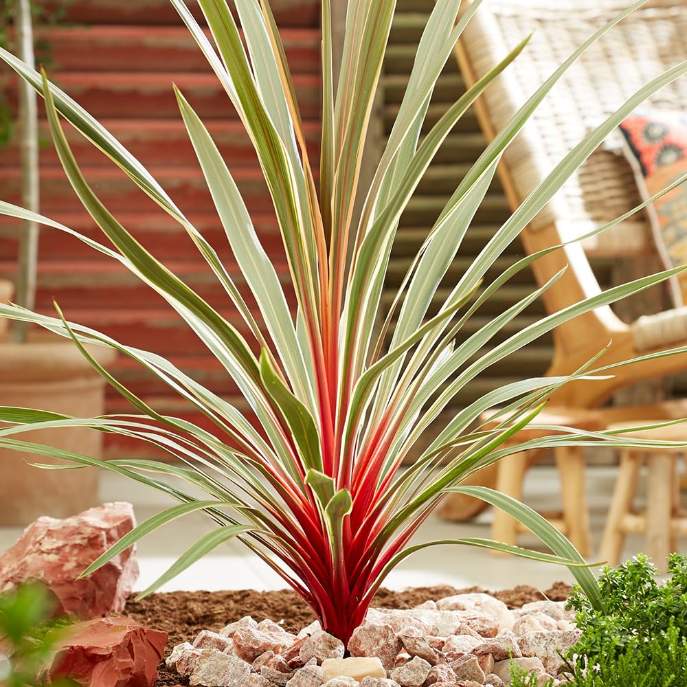 anthurium aemulum Anthurium Mem. Tim Anderson x clat Rouge  HappiestPlants