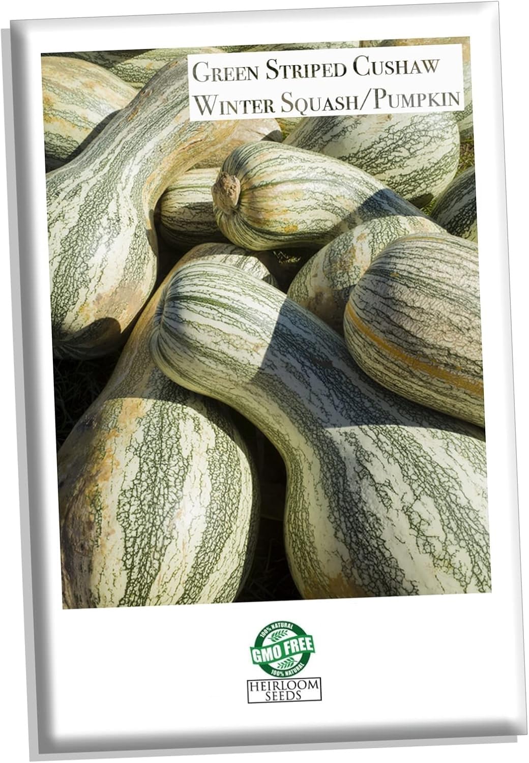 Open-Pollinated Crookneck Winter Squash Seeds for Terrace Gardening-30 Seeds-image-15