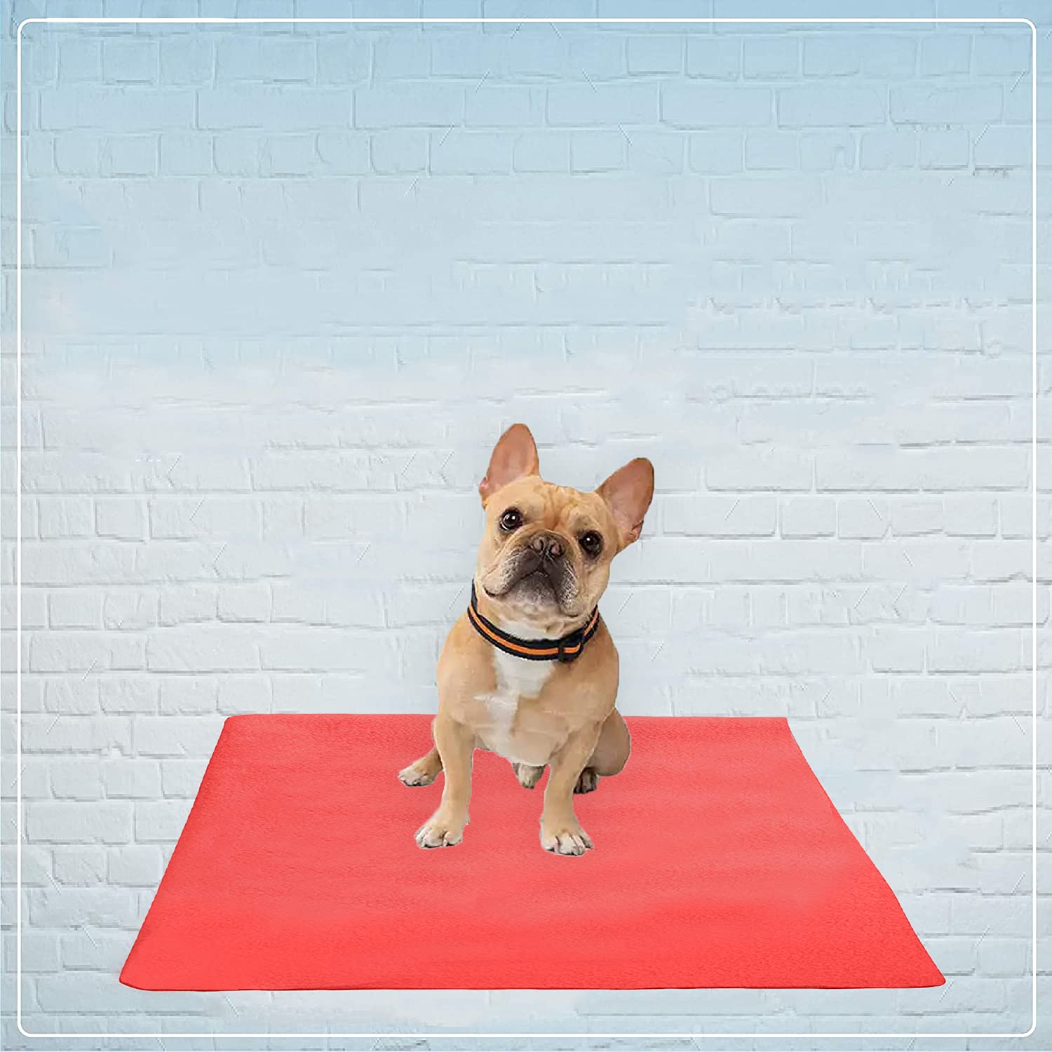 Trance Waterproof Pet Training Pads | Reusable Pee Pad for Dogs Cats Puppy and Pets | Washable Pet Dry Sheet | Potty Trainer | Soft and Hypo-Allergenic (Large, Size 1.4 x 1 m | 140 x 100 Cms, Coral) 1