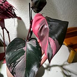 Amazon.com : Quali-Pro Imidacloprid T&O 2F Insecticide ...