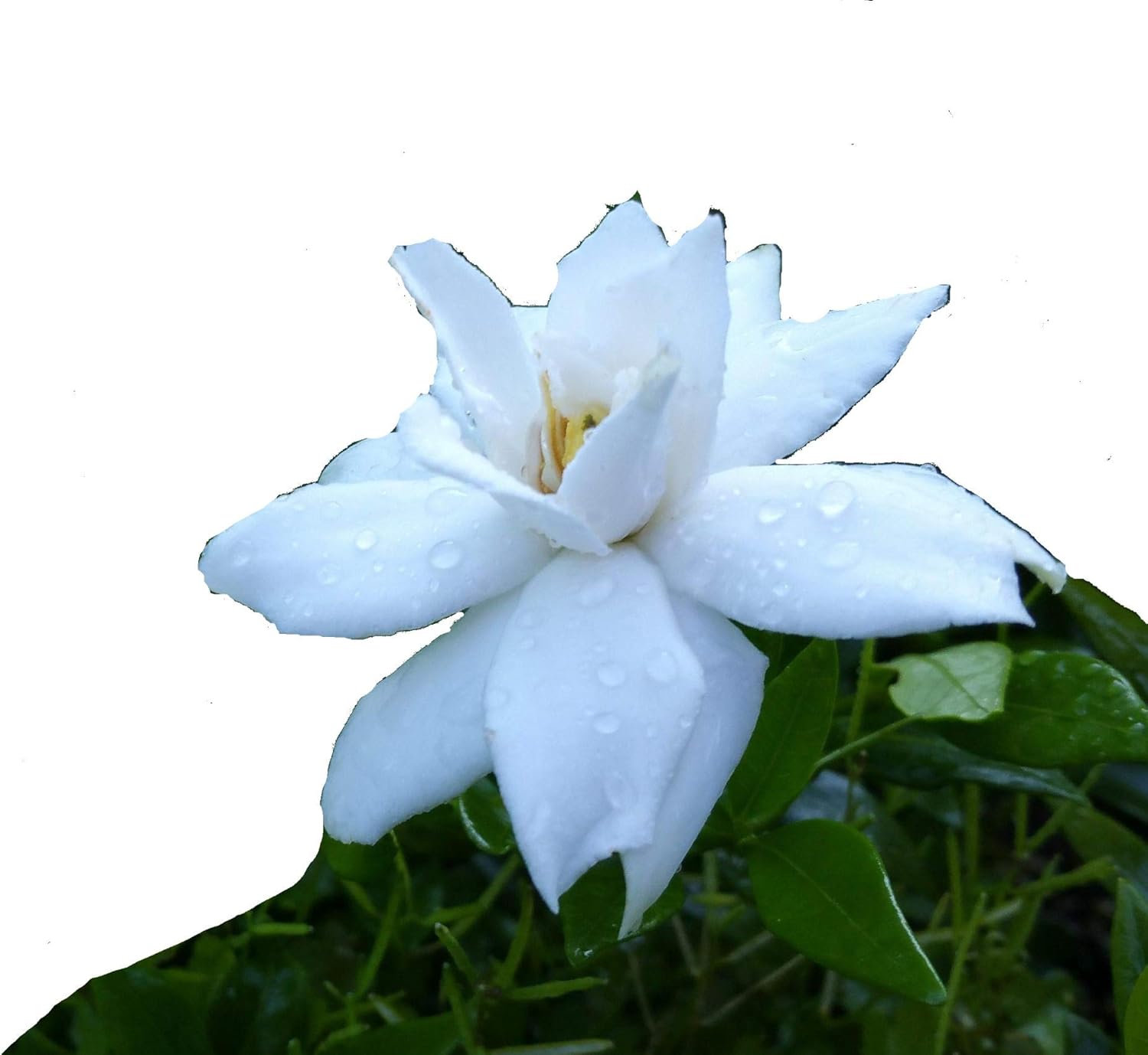 Radicans Dwarf Miniature-Gardenia jasminoides-Live Plant-Fragrant-Small White Flower-Emerald Goddess Gardens- Starter Sz 4 Inch Pot