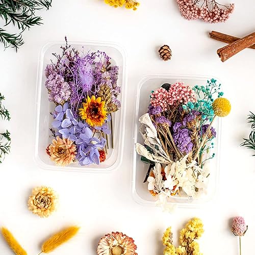 Miniatura 2 de Conos de pino secos, ojos de ojo, eucalipto, limón, canela plantas secas para vela de aromaterapia, hojas y flores secas prensadas de alta calidad