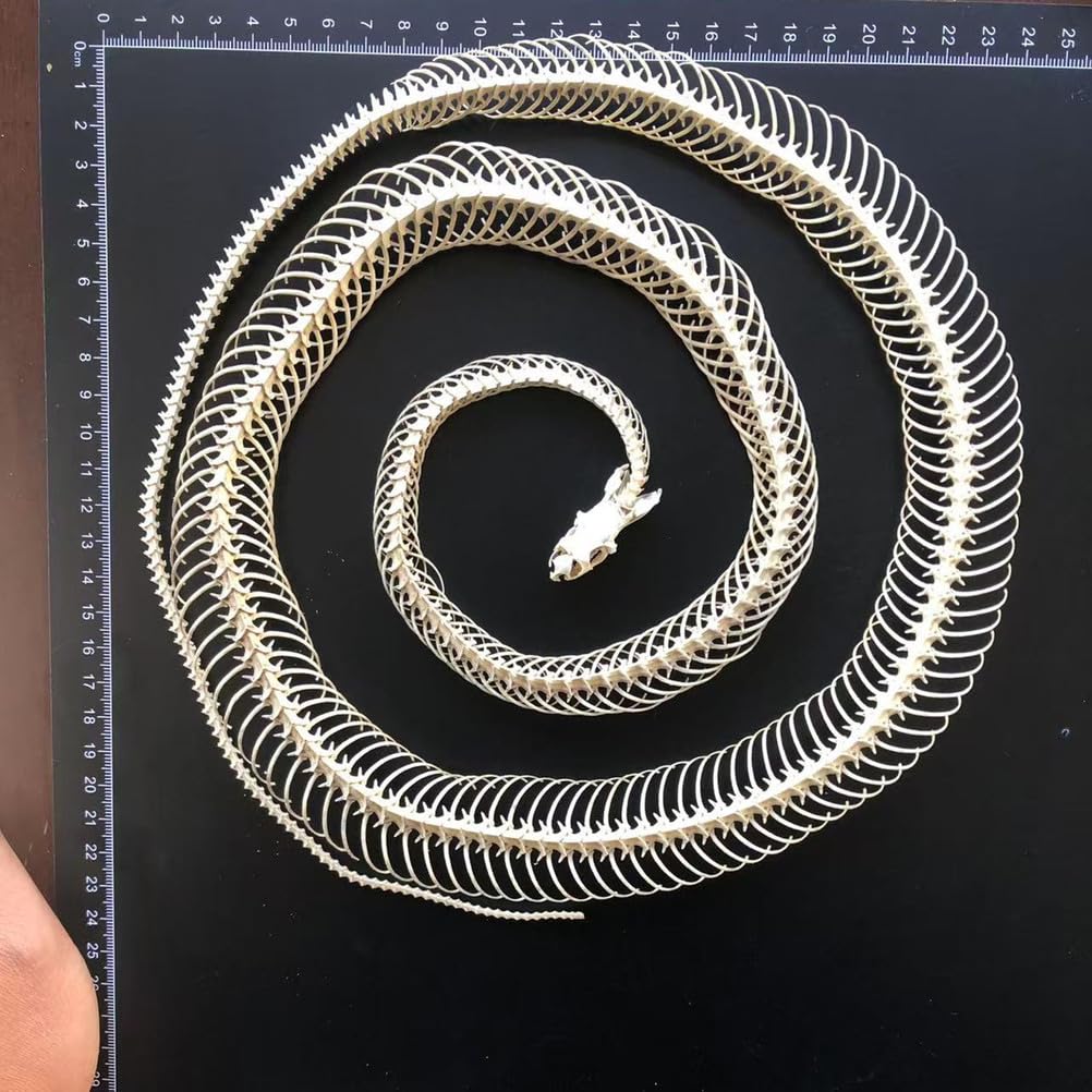Scheletro di Serpente tassidermizzato 1m/39,37 Pollici, Forniture di tassidermia per l'educazione scientifica, Regalo Speciale